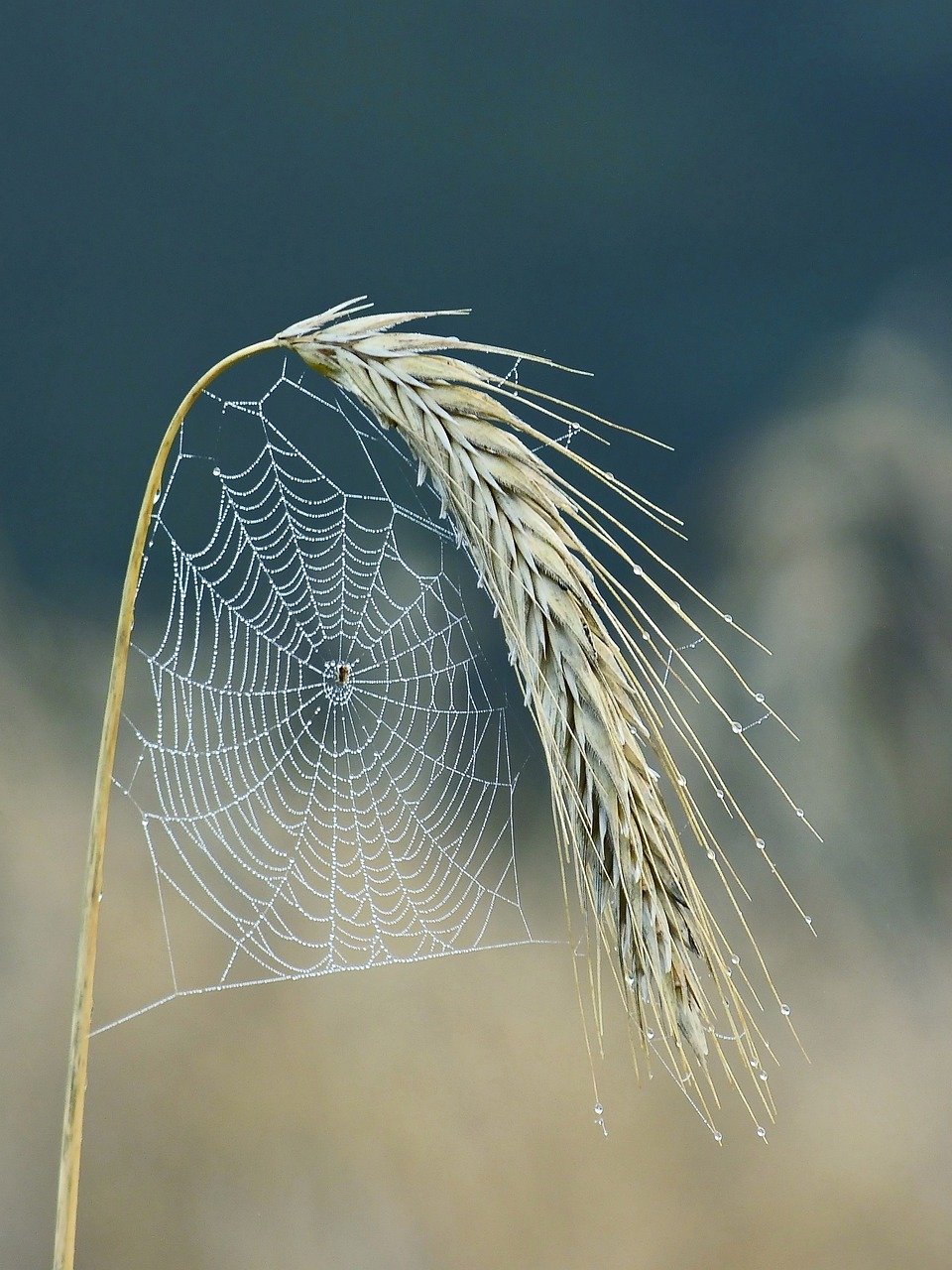 cobweb, spider, halm, cereals, cornfield, ear, nature, plant, food, field, dewdrop, cobweb, spider, spider, spider, spider, ear, nature, nature, nature, nature, nature, food