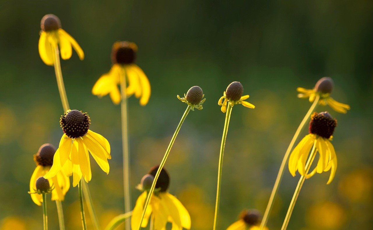 yellow flowers, prairie, yellow petals, afternoon sunlight, nature, prairie flowers, wildflowers, meadow